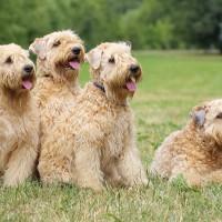 Soft  Coated Wheaten Terrier breed dogs minepuppy